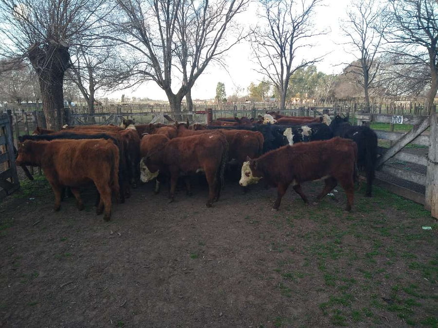 Lote 30 Terneras en Gral. Lamadrid, Buenos Aires