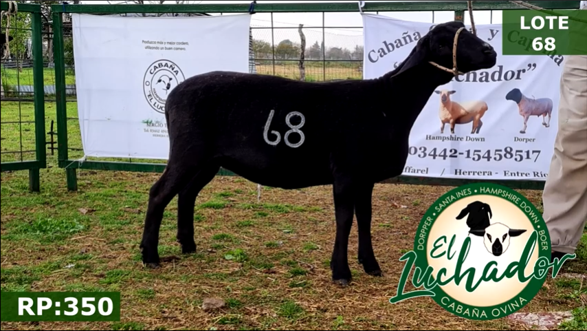 Lote OVINOS HEMBRAS 68