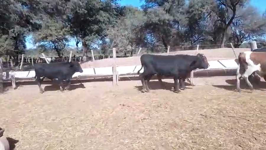 Lote 55 Novillitos en Monte Quemado, Santiago del Estero