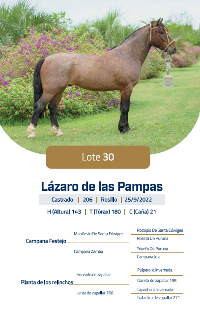 Lote LOTE 30