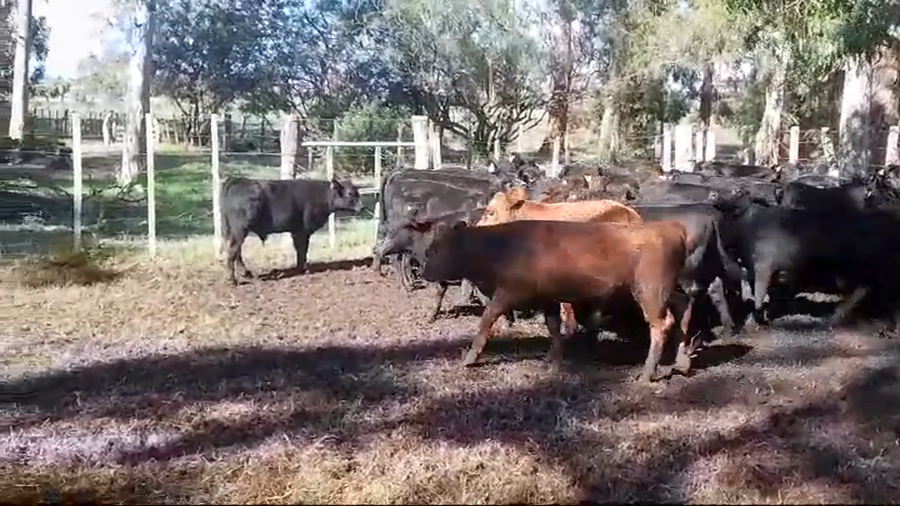 Lote 39 Terneros ANGUS a remate en #43 Pantalla Carmelo  195kg -  en OMBUE DE LAVALLE