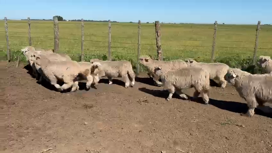 Lote 25 corderos machos 18 y hembras 7