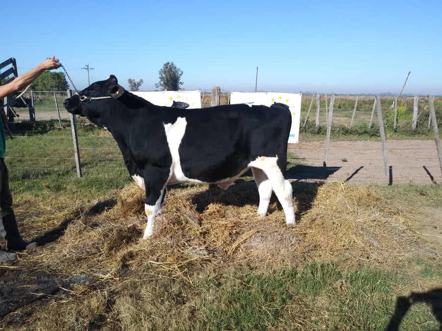 Lote HOLAN 3138 EMILIO LEE KRUSADER T/E