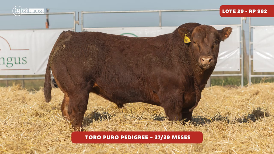Lote TOROS PUROS DE PEDIGREE - 27/29 meses