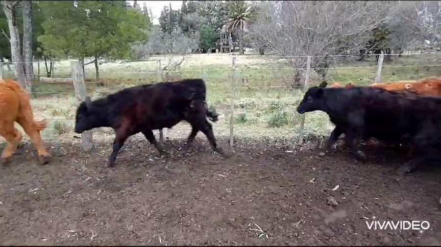 Lote 63 Terneros/as en Coronel Pringles, Buenos Aires