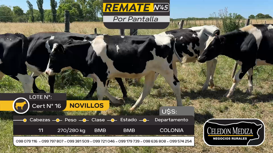 Lote 11 Novillos en Otra Localidad, Colonia