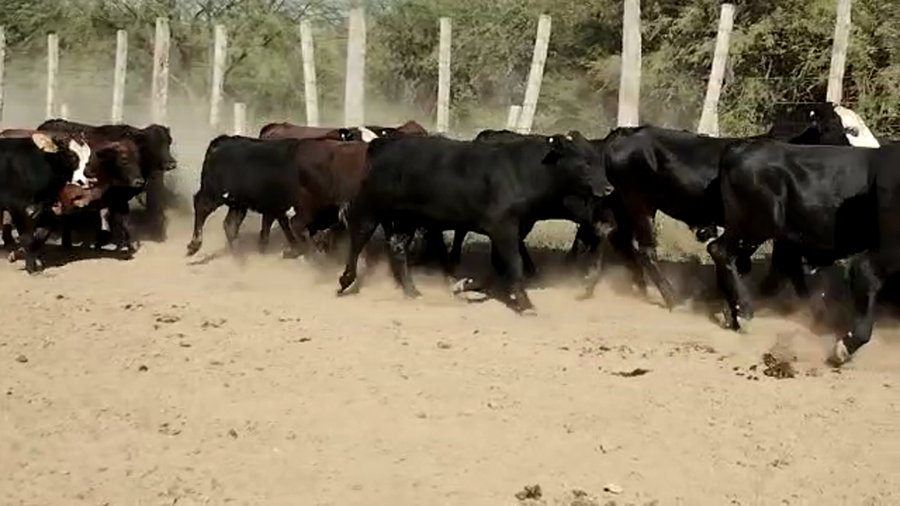 Lote 46 Novillitos en Quimilí, Santiago del Estero