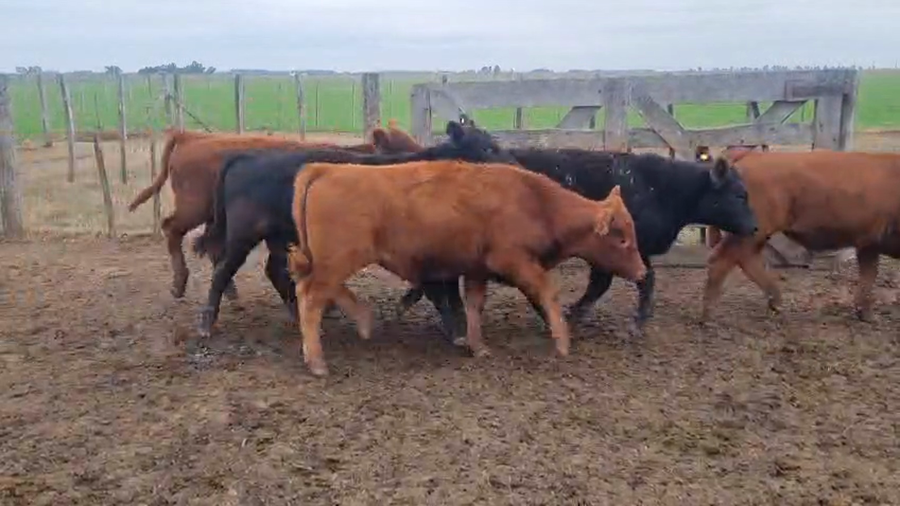 Lote 41 Terneros