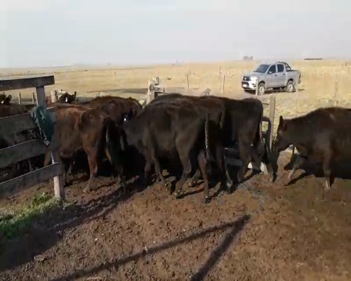 Lote 35 Vacas de invernar en Gral. Lamadrid, Buenos Aires