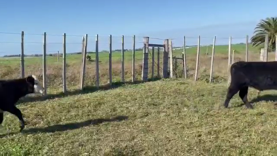 Lote 25 Terneros y Terneras HER-AA-CRUZA a remate en 4to remate ENTRE MARTILLOS 165kg -  en MUNDO AZUL