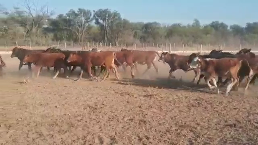 Lote 110 Terneros/as en Quimilí, Santiago del Estero