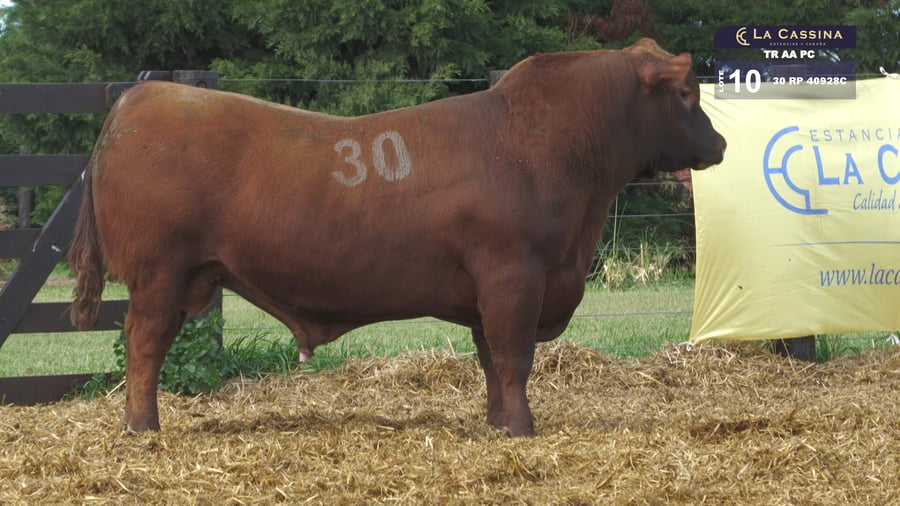 Lote TOROS ANGUS PURO CONTROLADO