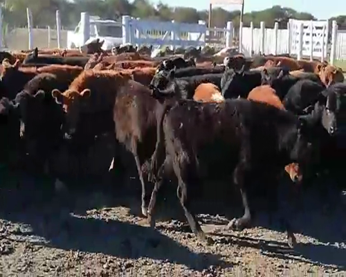 Lote 70 Terneros en Federal, Entre Ríos