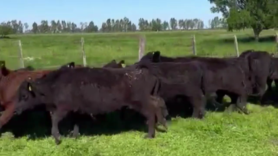 Lote 50 TERNS. HEMBRAS, EN CAÑUELAS, BS. AS.