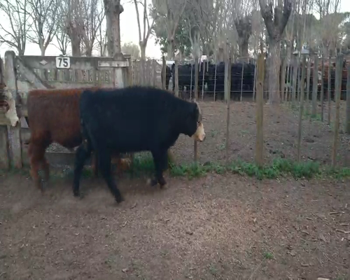 Lote 8 Novillitos en Gral. Lamadrid, Buenos Aires