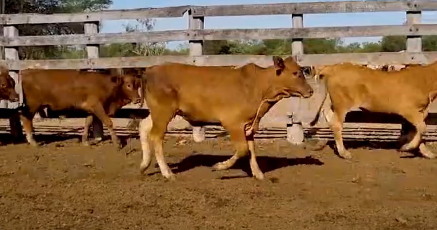 Lote Lote 10
