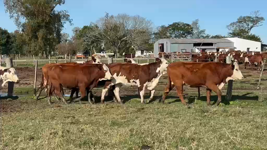 Lote 40 Vacas nuevas Preñadas