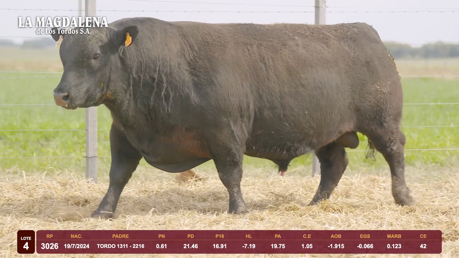 Lote Lote 4 - Angus
