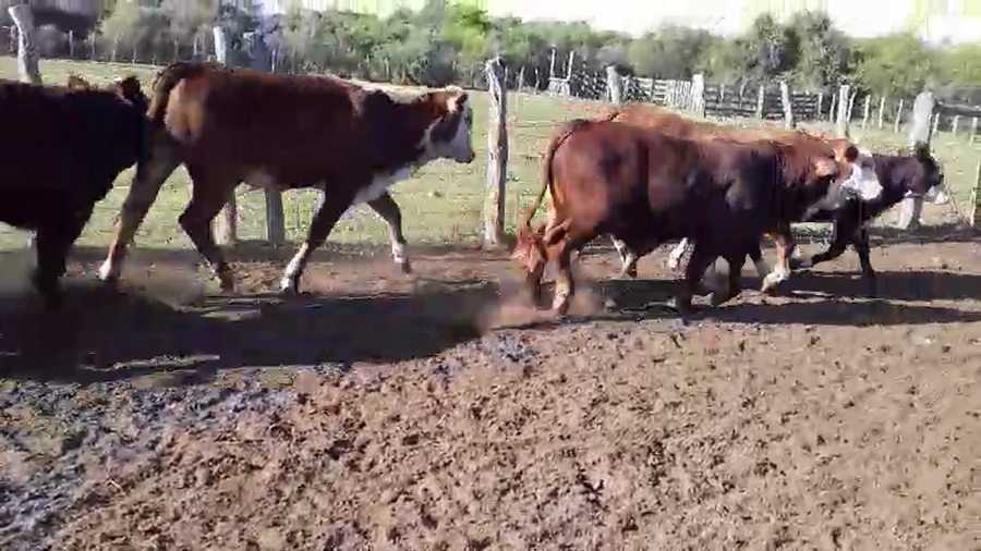 Lote 14 Novillitos y vaquillonas en Corrientes, Mercedes