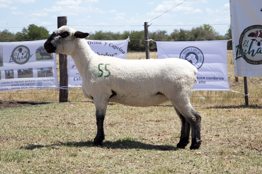 Lote OVINO HAMPSHIRE D. HEMBRA PPC