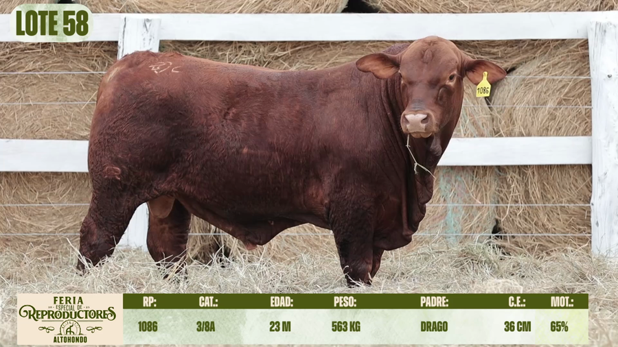 Lote LOTE 58