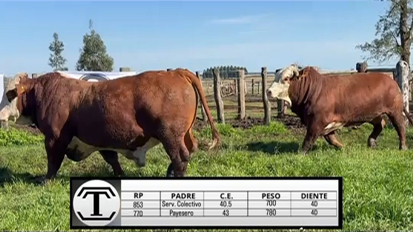 Lote TOROS BRAFORD "Timboy SA"