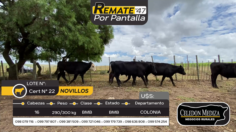 Lote 16 Novillos en Otra Localidad, Colonia