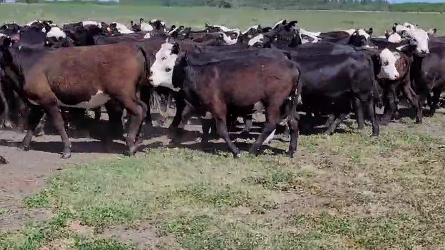 Lote 80 Terneras en Villaguay, Entre Ríos