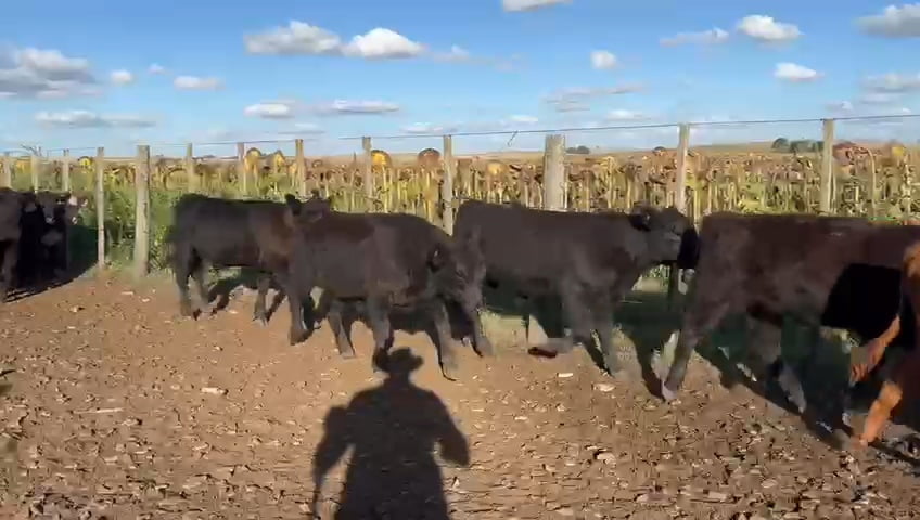 Lote 83 Terneros/as A TERMINO en Buenos Aires, Tandil