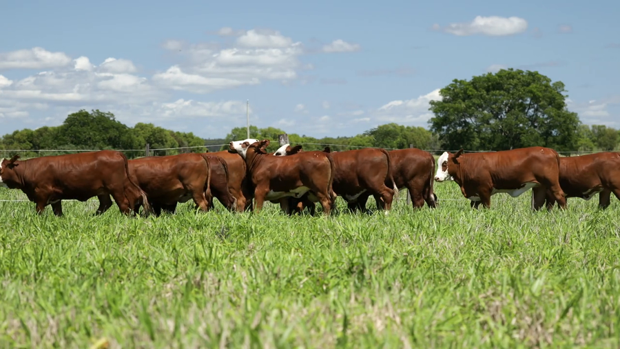 Lote Vaquilla Para Servicio
