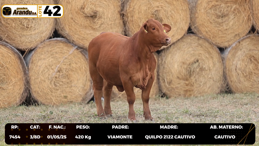 Lote LOTE 42