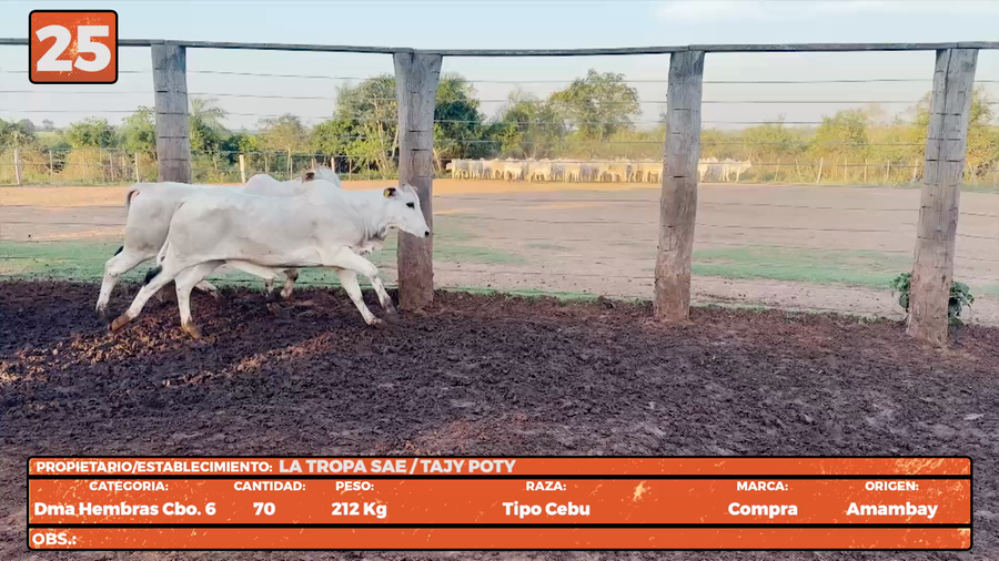 Lote LOTE 25