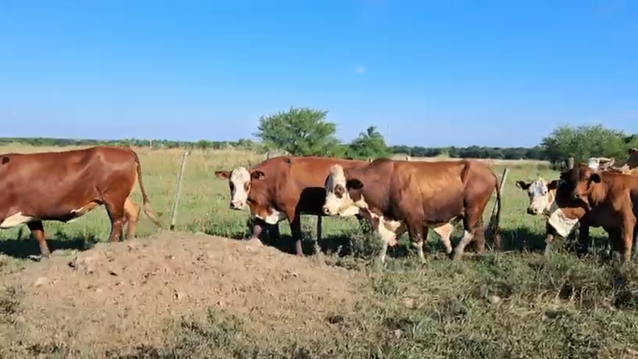 Lote 15 Vacas p/ invernar