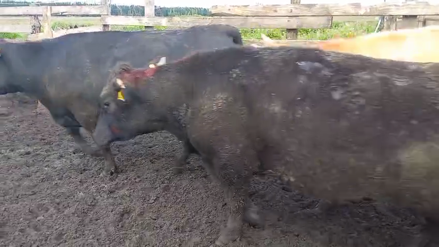 Lote 40 Novillo Gordo en Cabrero, VIII Región Biobío