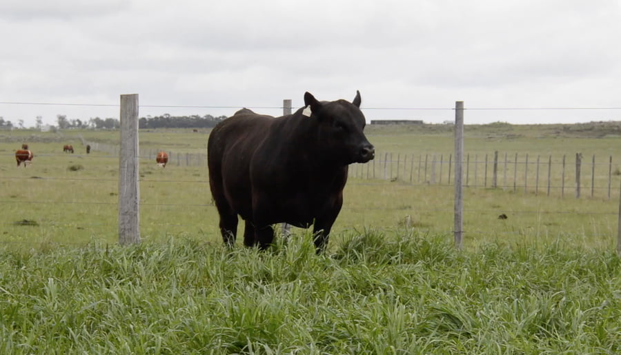 Lote ABERDEEN ANGUS PURO CONTROLADO SA