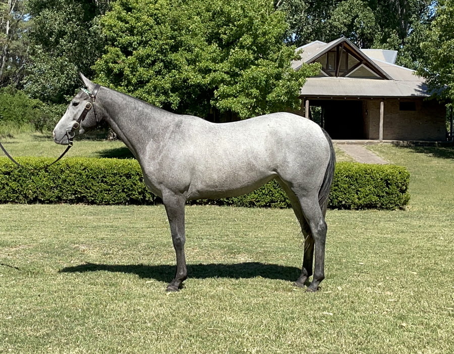 Lote FAX CLEOPATRA(FAX MAGICO-CUAL PIBA II)
