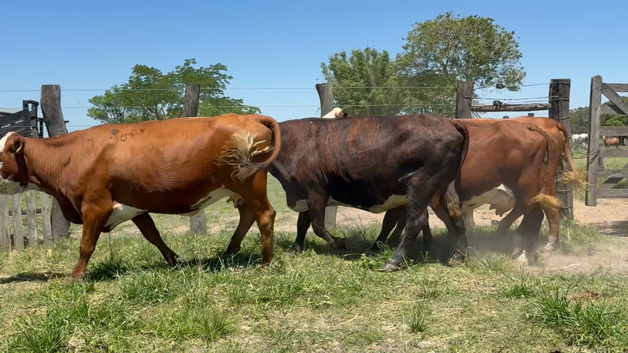 Lote 30 Vacas usadas preñadas