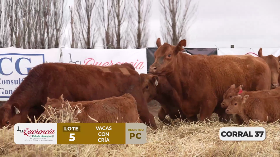 Lote VACAS PC PARIDAS DE PRIMER PARTO