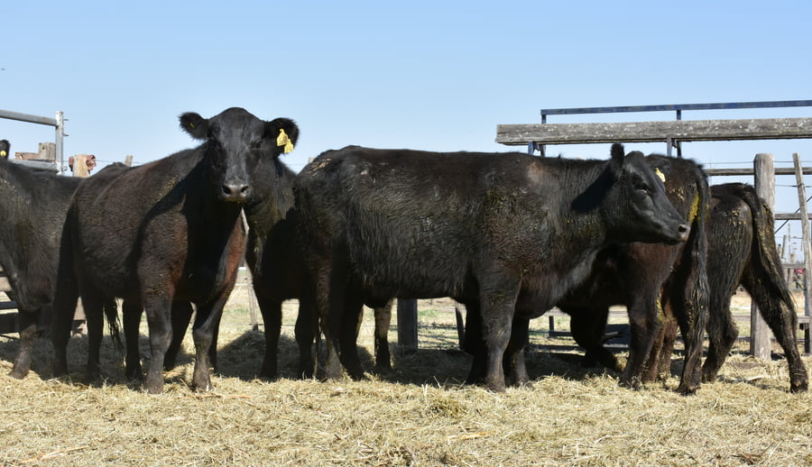 Lote HEMBRAS PURAS CONTROLADAS(NEGRA)(Corral 49)
