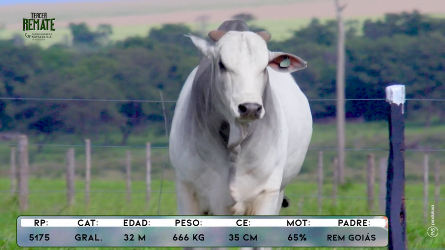 Lote Toros a remate en Tercer Remate Agroganadera Natalia, Concepción