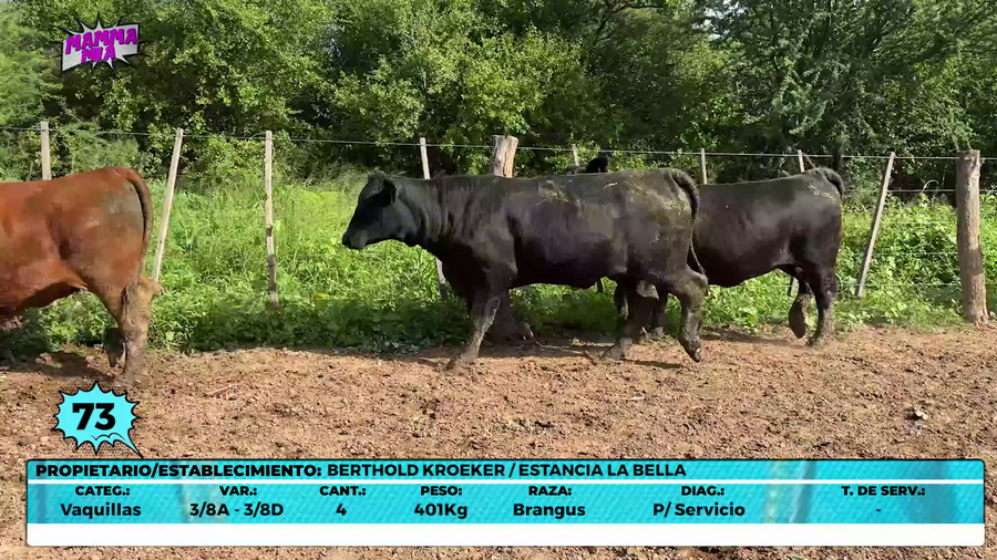 Lote LOTE 73