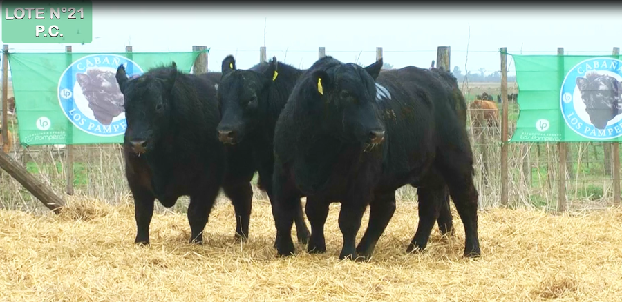 Lote TOROS PUROS CONTROLADOS