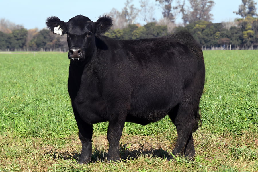 Lote RP 17665 y RP 17673 - VAQUILLONAS ELECCIÓN PP