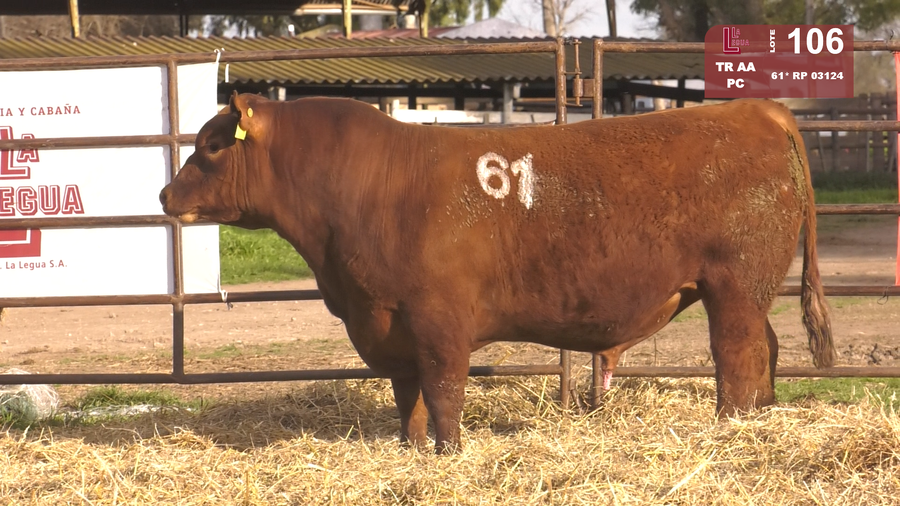 Lote TOROS ANGUS COLORADOS  PC