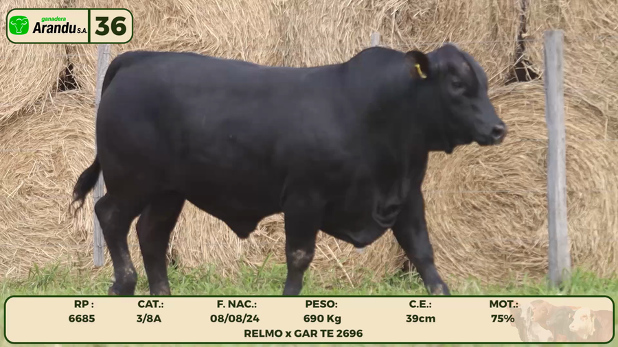 Lote LOTE 36