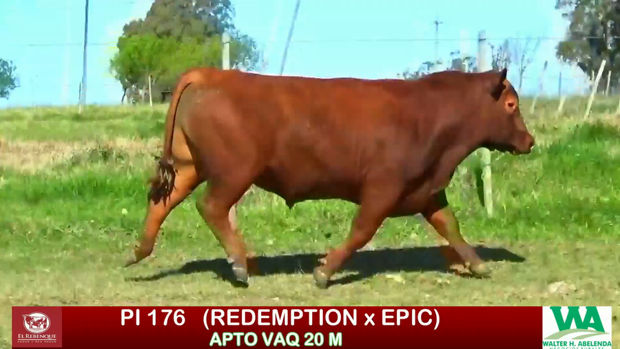 Lote Toros a remate en ANGUS EL REBENQUE, Florida