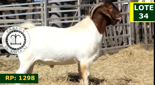 Lote CAPRINOS MACHOS 34