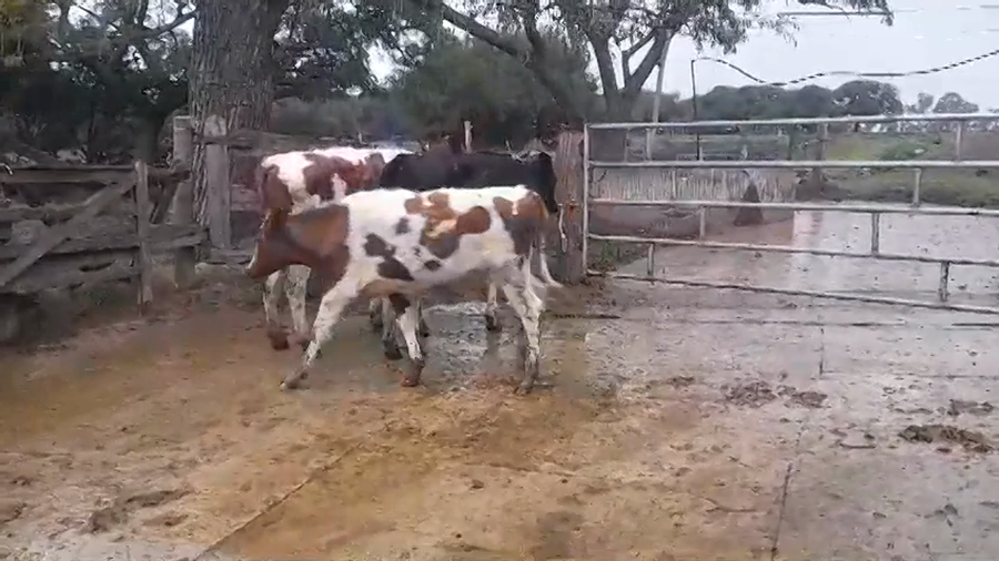 Lote (Vendido)3 Novillos Holando a remate en #45 Pantalla Carmelo  240kg -  en San Pedro