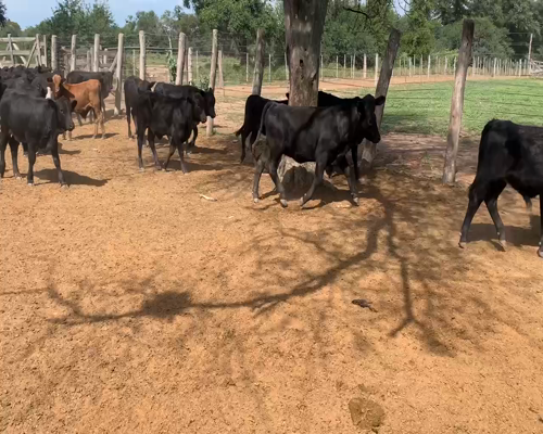 Lote 90 Terneros en Juan José Castelli, Chaco