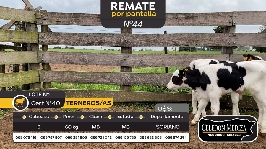 Lote 8 Terneros en José Enrique Rodó, Soriano